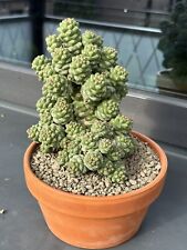 Monadenium (Euphorbia)