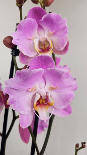 Orchidee phalaenopsis pink - phalaenopsis,