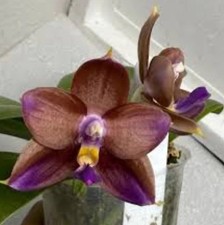 Taiwan duft Orchidee Phal