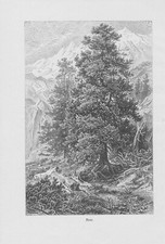 Arve Zirbelkiefer Pinus cembra Arbe Zirbe Zirbel DRUCK von 1898 Botanik