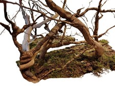 Wurzel Saga Rindenbrett