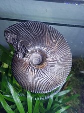 Fossilien , Sammlung,Ammoniten,Bethel,Bielefeld