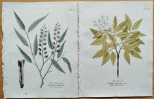 4 Drucke Capillus Geum Elemi