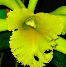 Cattleya ´PoP´ Super Green