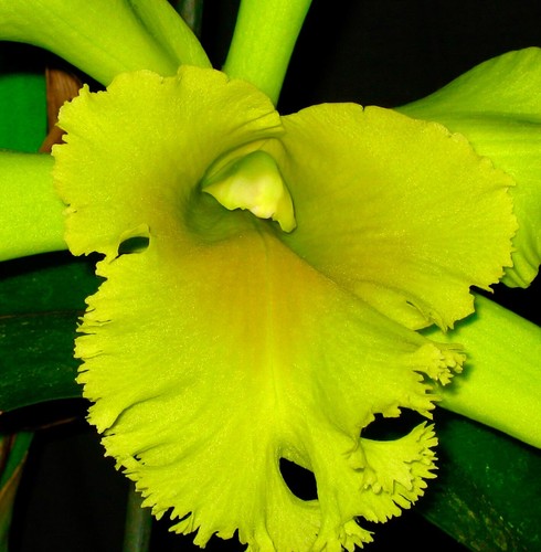 Cattleya pop super - ´pop´, green