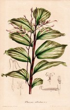 stalkgrasses Pharus botanical