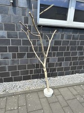 Birkenstamm, Ast mit Betonfuß Als Dekoelement