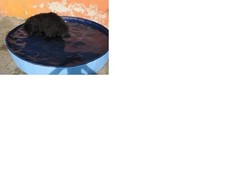 HUNDEPOOL 160 x 30 rund faltbar Kinder Plantschbecken mit Ablassventiel