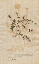 Thymus serpyllum thymian - serpyllum,