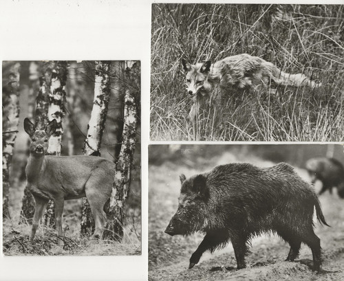 301 tiere des waldes - ak,