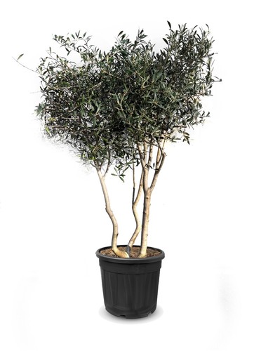 Olivenbaum olea europea - olea,