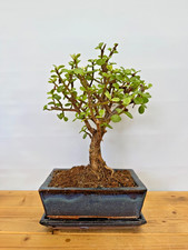 Zimmerbonsai Bonsai Jadebaum