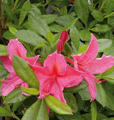 Rhododendron jolie madame - rhododendron,