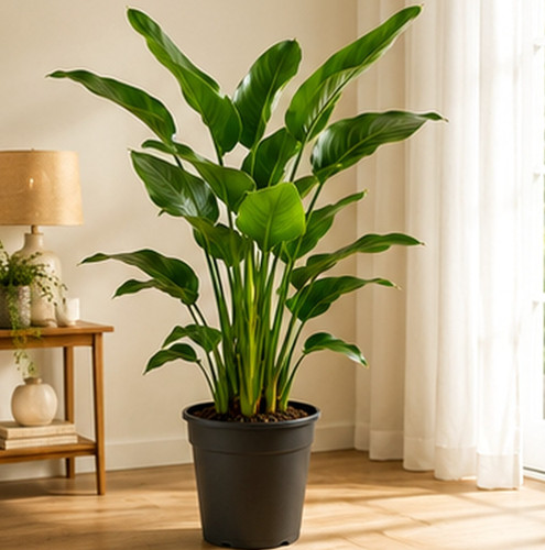 Paradiesvogelpflanze 170cm - , –