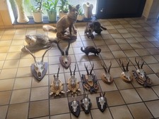 Jagd Trophäen Geweihe
