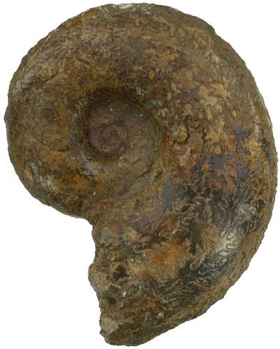 Lias lytoceras jurense - lytoceras,