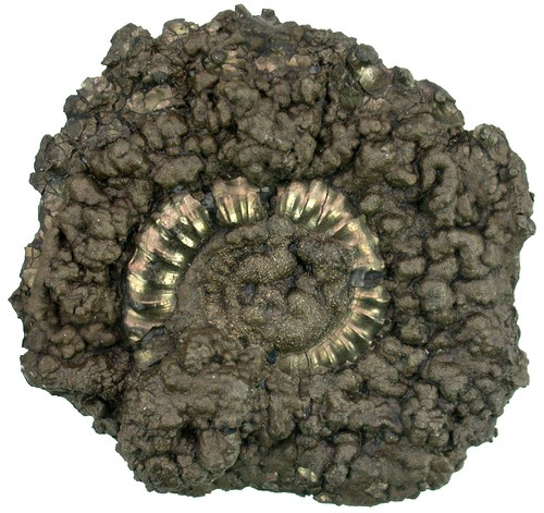 Lias crucilobiceras - lias,