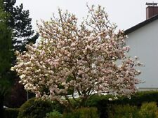 Magnolia soulangiana
