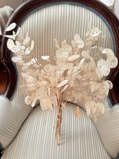 Lunaria Annua, Silberdollar