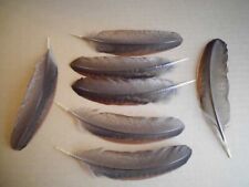 8 Fasanen-Federn vom Goldfasan