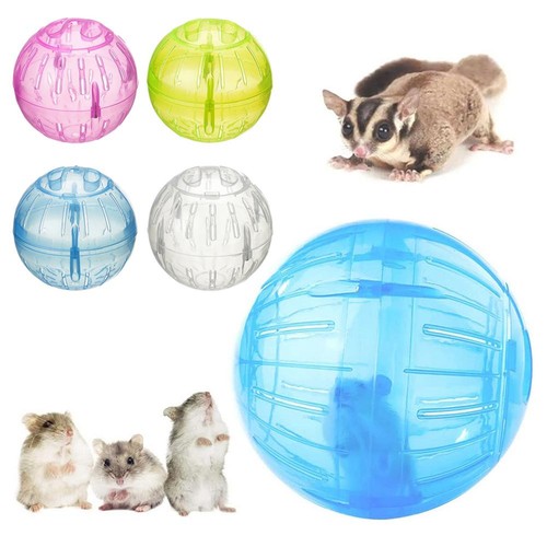 Chinchilla clear ball - chinchilla,