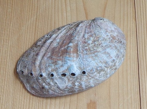 Echte abalone muschel - abalone, 10