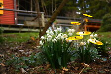 Cazador del Sol -Sonnenstrauss-Sonnenfänger - Messerückläufer - Made in Germany