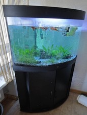 Eckaquarium Juwel ca. 250l - Fluval G3 - Fischen - Zubehör