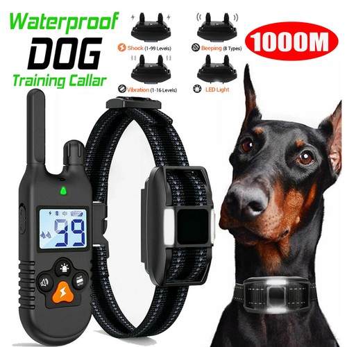 1000m hund ausbildung - hund,