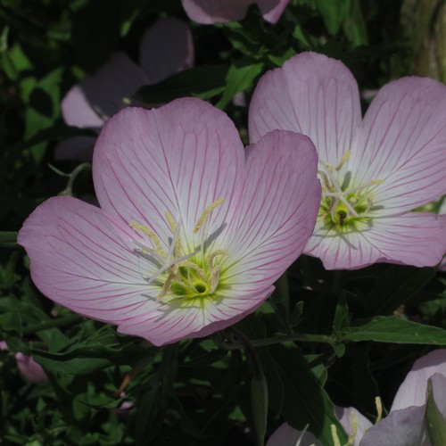 Rosa nachtkerze oenothera - rosa, (oenothera