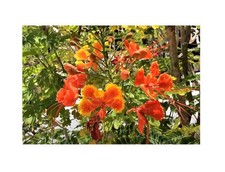 20x Caesalpinia pulcherrima Red Pfauenstrauch Pflanzen - Samen ID70