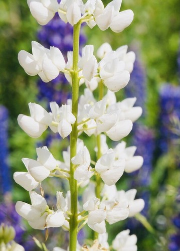 Samen weiß lupine süßlupine - samen,