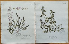 4 Drucke Pistacia Rosmarinus