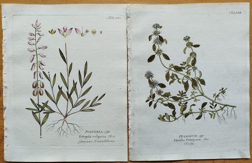 Drucke pistacia rosmarinus - 4,