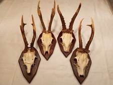 rehgeweih gehorn ciervo bamby hörner cuerno