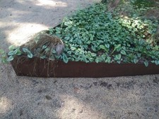 Rasenkante dick Edelrost