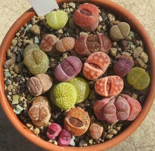 18er Lithops Mix Mesembs
