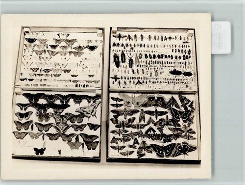 10169050 sammlung in - sammlung, kaesten