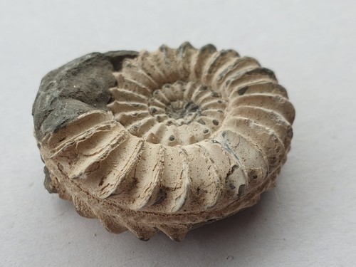 Pleuroceras spinatum ammonit - pleuroceras,
