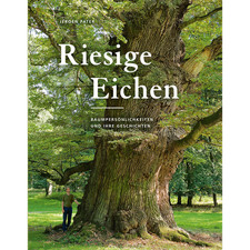 Riesige Eichen