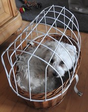 Aumüller Hundekorb , Weide, mit Schutzgitter neuwertig 50 lang 36 breit 40 hoch