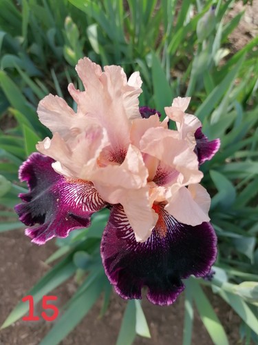 Schwertlilie iris rhizome - schwertlilie,