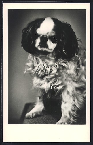 Pekinese mit schwarz-weißem