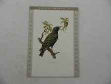 Kronen-Kalender Kalender Vogel