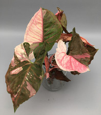 Syngonium Strawberry Ice variegata Stecklinge