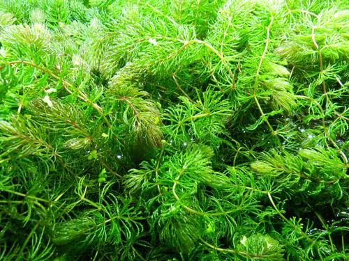 Hornkraut ceratophyllum