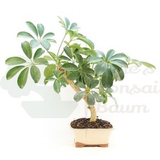 BONSAI Strahlenaralie