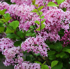 Zwergflieder Lillifee 100-125cm - Syringa meyeri