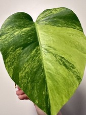 Monstera Aurea Kopfsteckling 