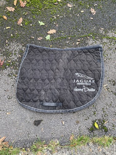 Cob größe harry dabbs jaguar - harry,